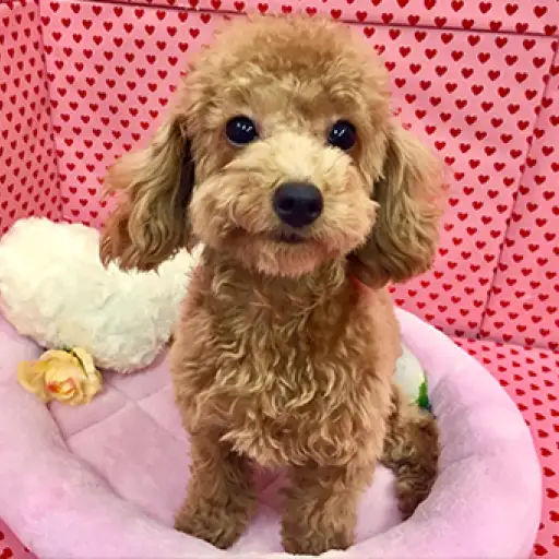 トイ・プードル