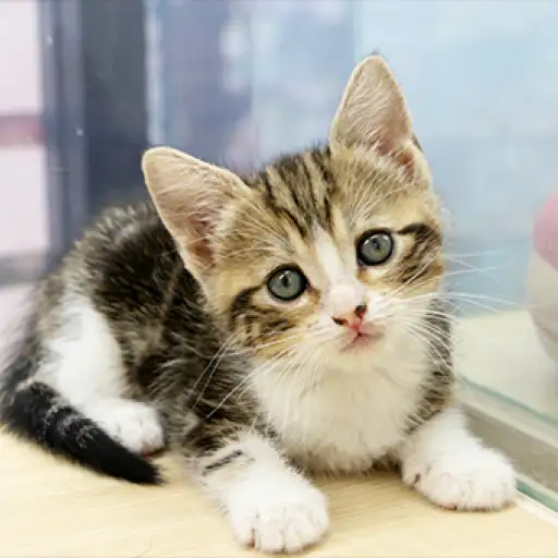 アメリカンショートヘア