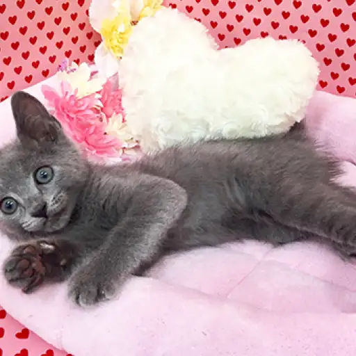 ロシアンブルー