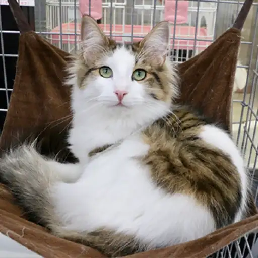 ノルウェージャンフォレストキャット