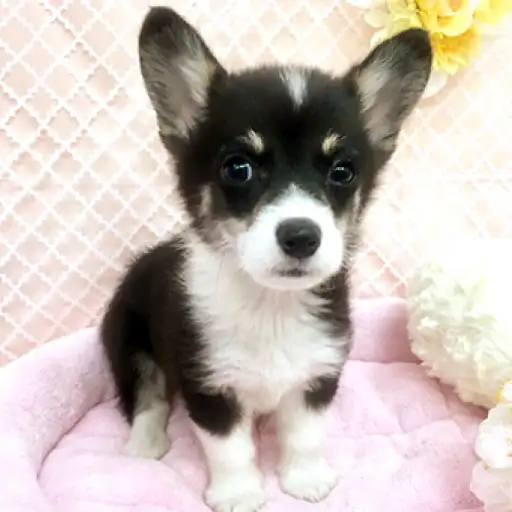 ウェルシュコーギーペンブローク