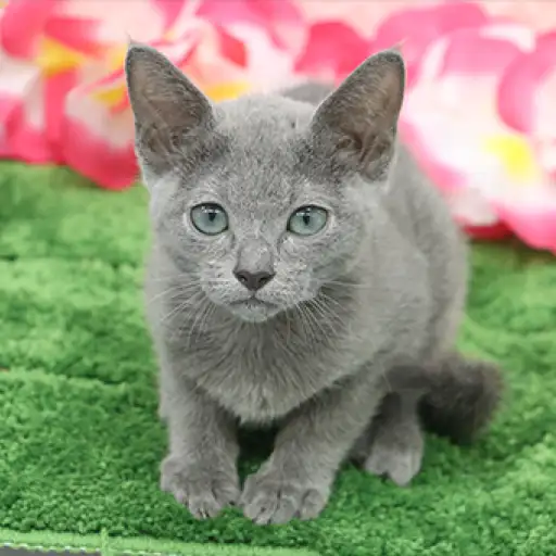 ロシアンブルー