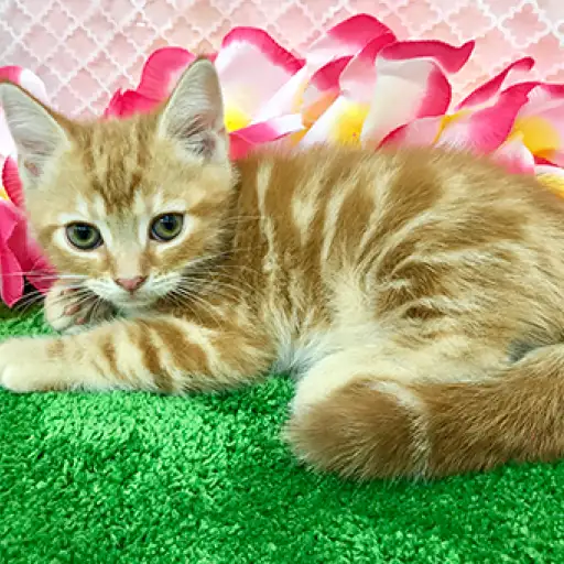 アメリカンショートヘア