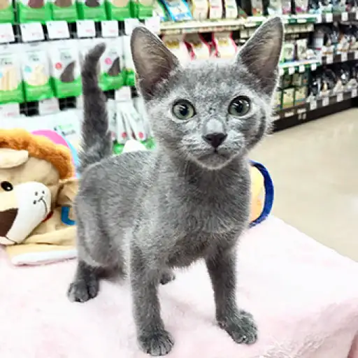 ロシアンブルー