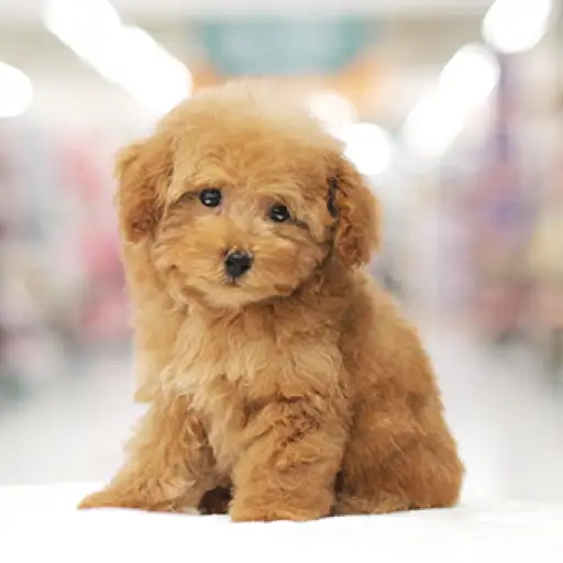 トイ・プードル