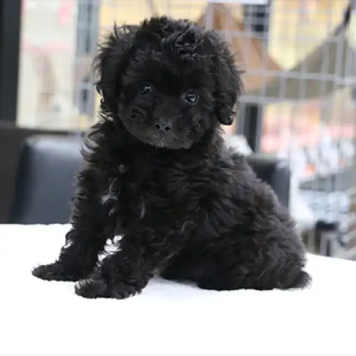 トイ・プードル