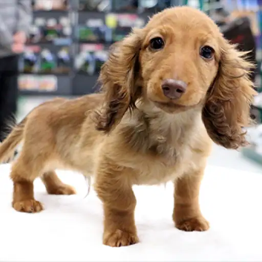 ミニチュア・ダックスフント