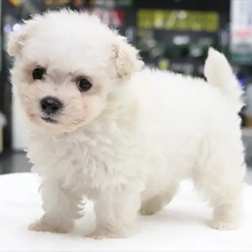 ビションフリーゼ