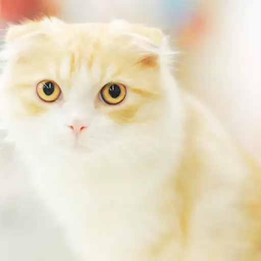 スコティッシュフォールド