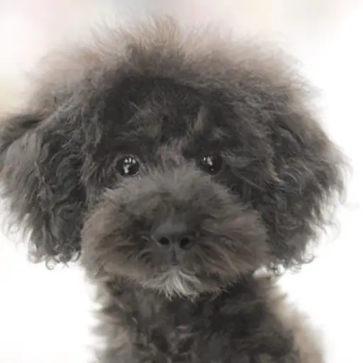 トイ・プードル