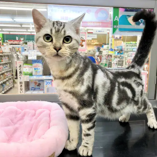 アメリカンショートヘア