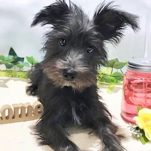 ミニチュア・シュナウザー