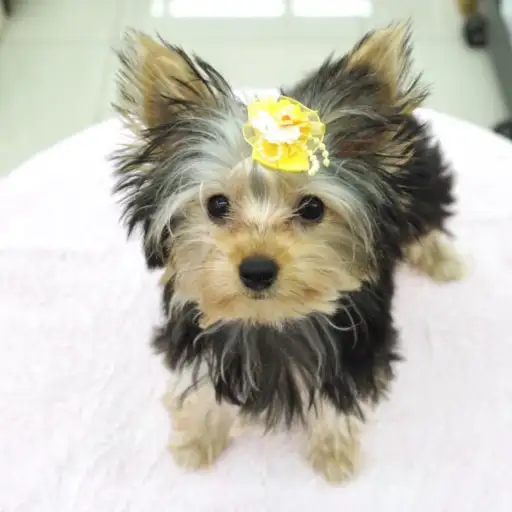 ヨークシャーテリア