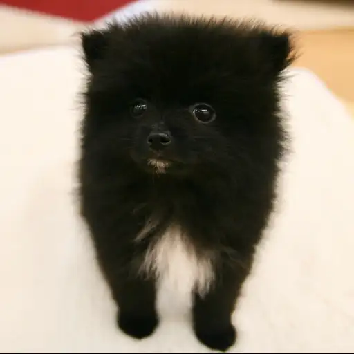ポメラニアン