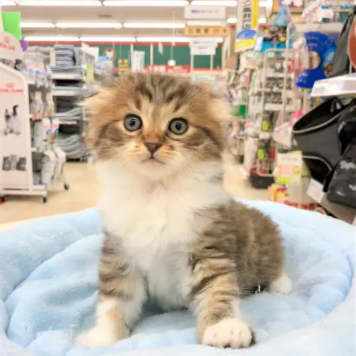 スコティッシュフォールド