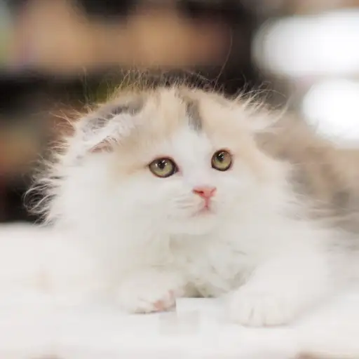 スコティッシュフォールド