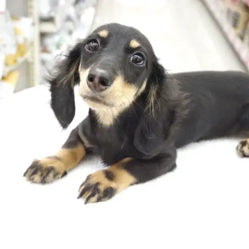 ミニチュア・ダックスフント