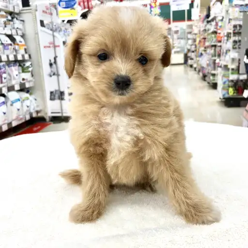 MIX（ポメラニアン×トイプードル）