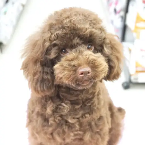 トイ・プードル