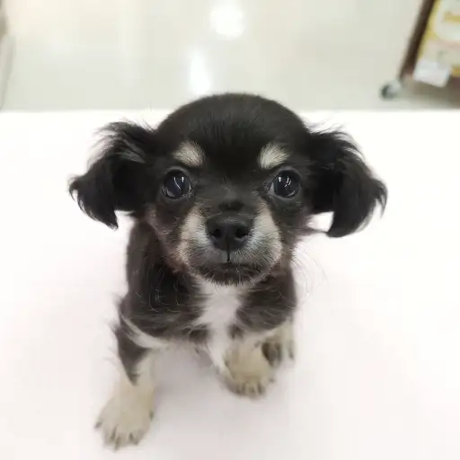 MIX（チワワ×ダックスフント）