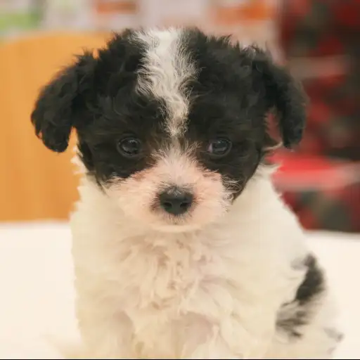 MIX（トイプードル×チワワ）