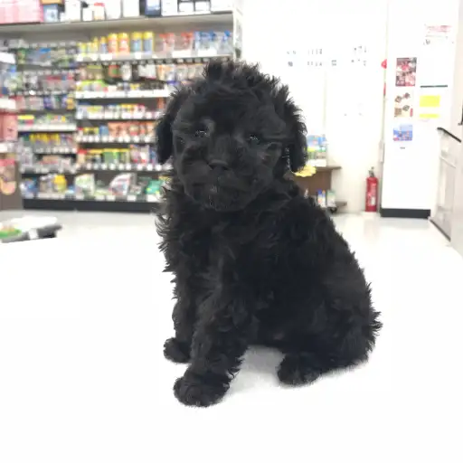 トイ・プードル