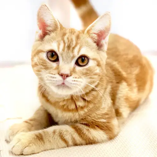 アメリカンショートヘア