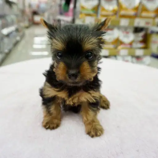 ヨークシャーテリア