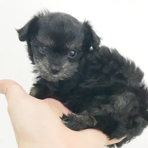 MIX（チワワ×トイプードル）