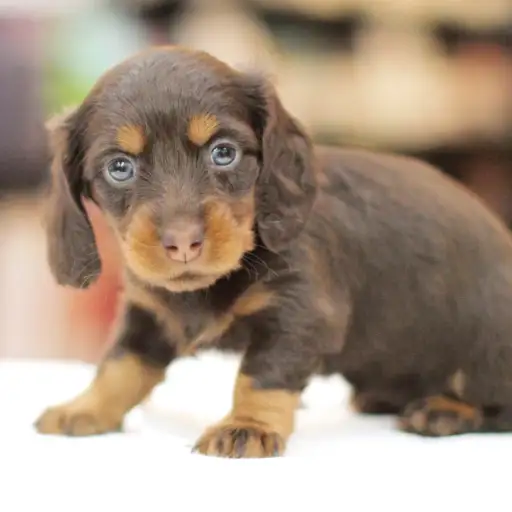 カニンヘン・ダックスフント