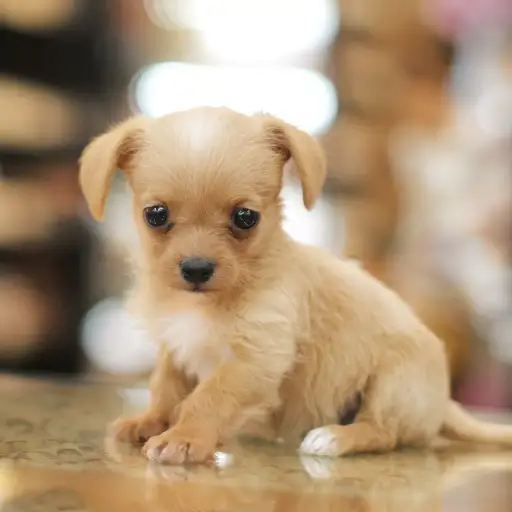 MIX（チワワ×トイプードル）