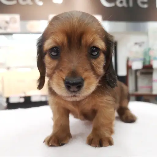 ミニチュア・ダックスフント