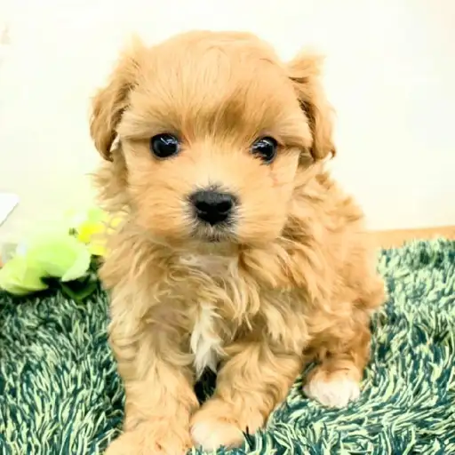 MIX（マルチーズ×トイプードル）