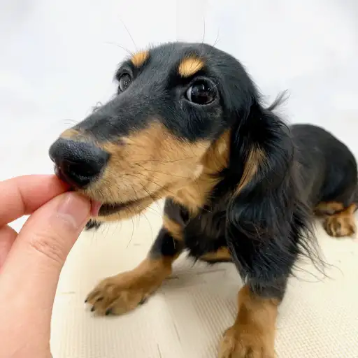 ミニチュア・ダックスフント