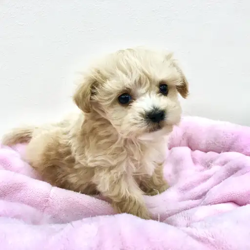 MIX（マルチーズ×トイプードル）