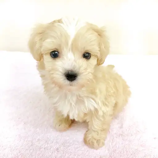 MIX（トイプードル×マルチーズ）