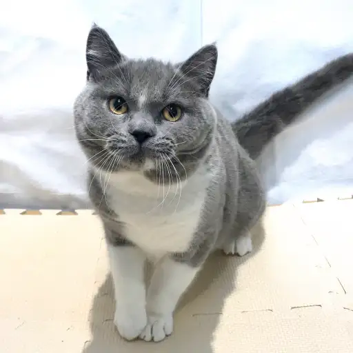 ブリティッシュショートヘア