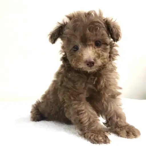 トイ・プードル