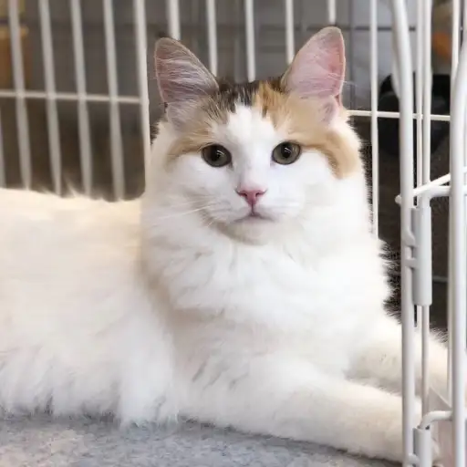 ノルウェージャンフォレストキャット