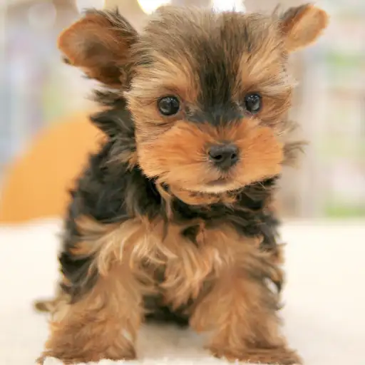 ヨークシャーテリア