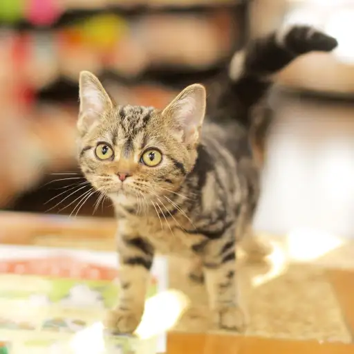 アメリカンショートヘア