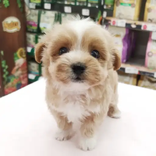 MIX（マルチーズ×トイプードル）