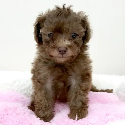 トイ・プードル