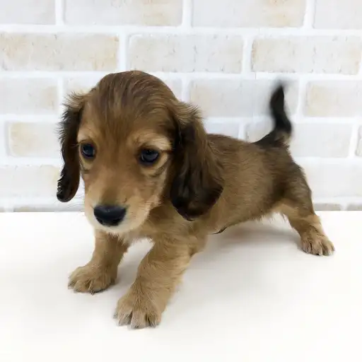 ミニチュア・ダックスフント