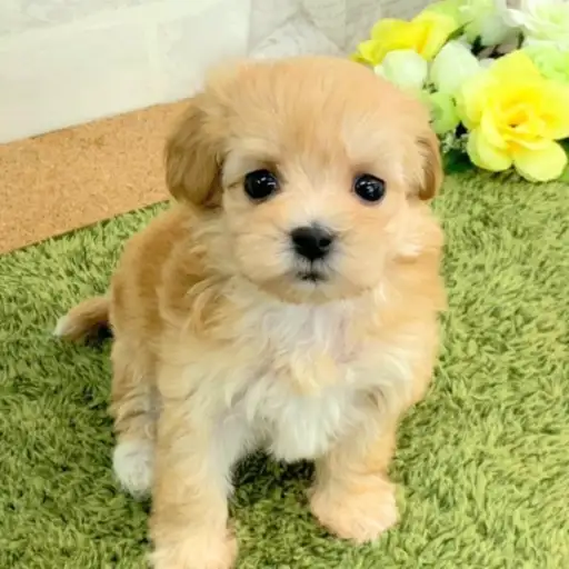 MIX（マルチーズ×トイプードル）