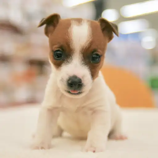 ジャックラッセルテリア