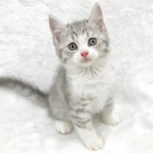 スコティッシュフォールド