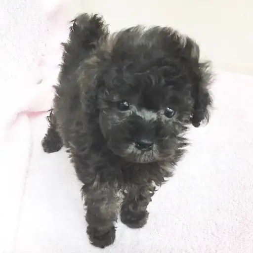 トイ・プードル