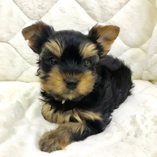 ヨークシャーテリア