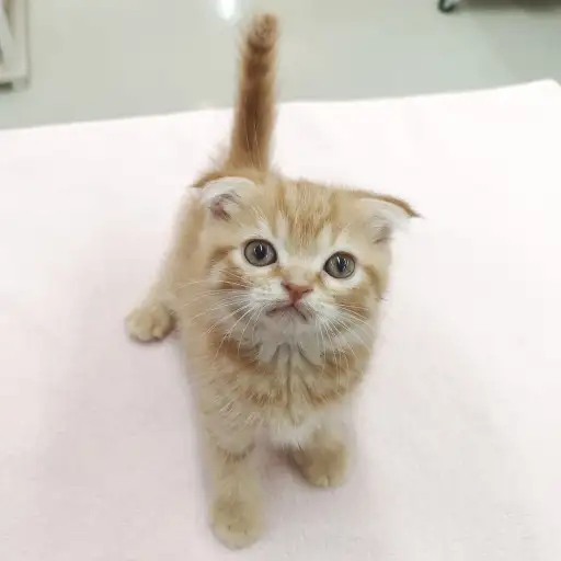 スコティッシュフォールド